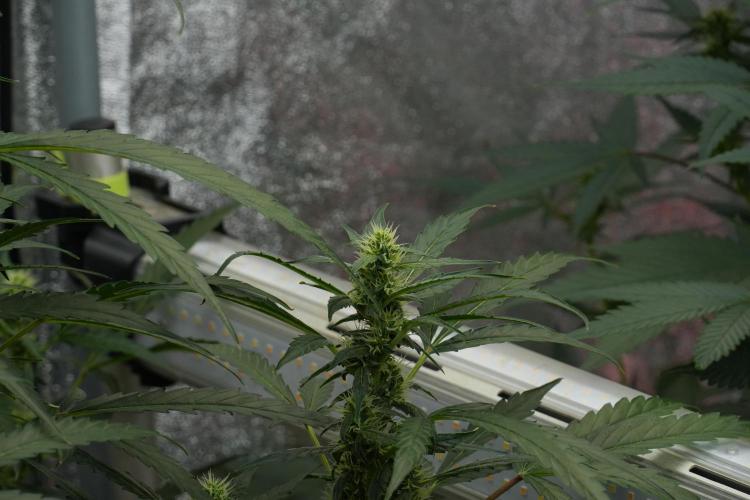Black Diamont Auto By Zamnesia Pheno A. Week 7 - Black Diamont Auto  Pheno A