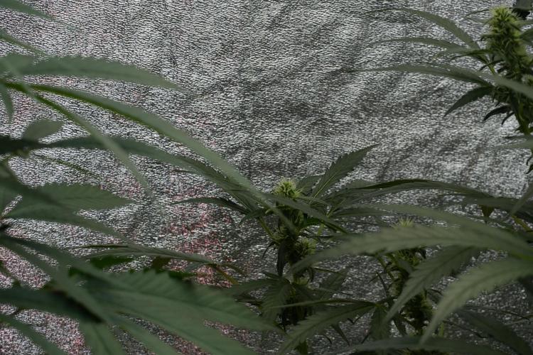 Black Diamont Auto By Zamnesia Pheno A. Week 7 - Black Diamont Auto  Pheno A