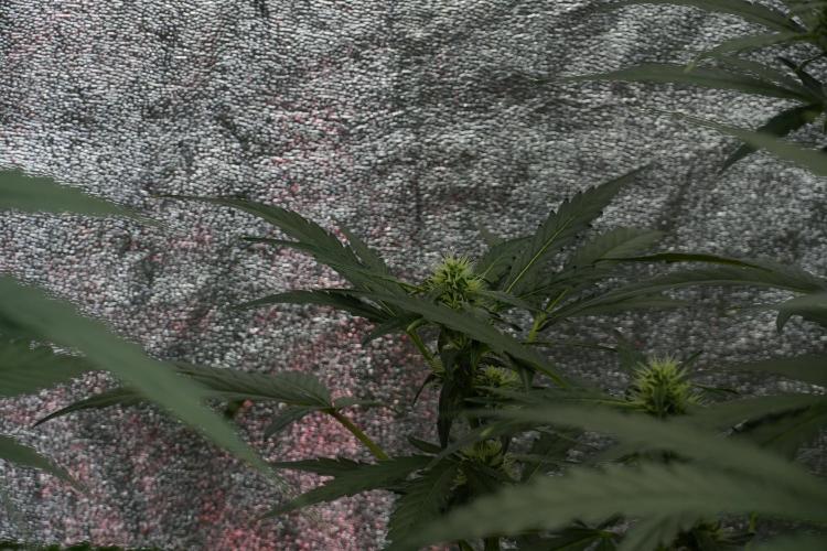 Black Diamont Auto By Zamnesia Pheno A. Week 7 - Black Diamont Auto  Pheno A
