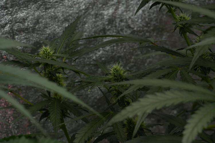 Black Diamont Auto By Zamnesia Pheno A. Week 7 - Black Diamont Auto  Pheno A