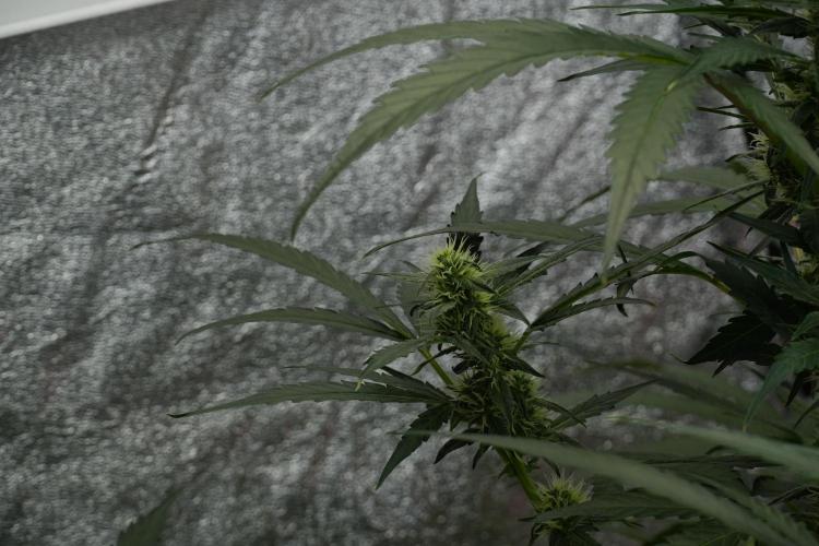 Black Diamont Auto By Zamnesia Pheno A. Week 7 - Black Diamont Auto  Pheno A