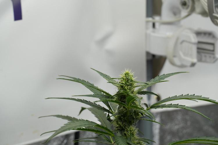 Black Diamont Auto By Zamnesia Pheno A. Week 7 - Black Diamont Auto  Pheno A