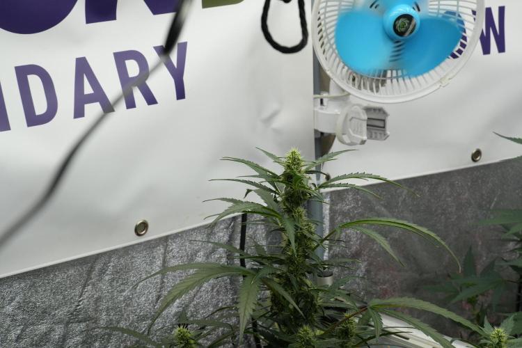 Black Diamont Auto By Zamnesia Pheno A. Week 7 - Black Diamont Auto  Pheno A