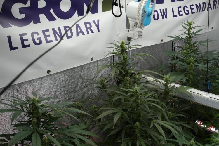 Black Diamont Auto By Zamnesia Pheno A. Week 7 - Black Diamont Auto  Pheno A