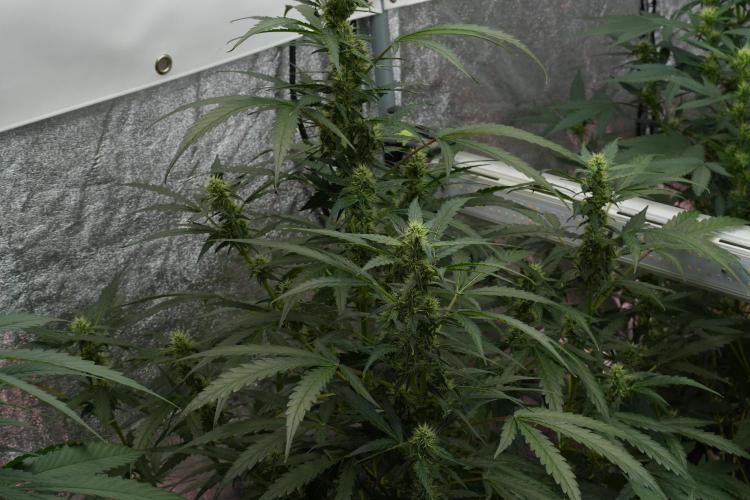 Black Diamont Auto By Zamnesia Pheno A. Week 7 - Black Diamont Auto  Pheno A