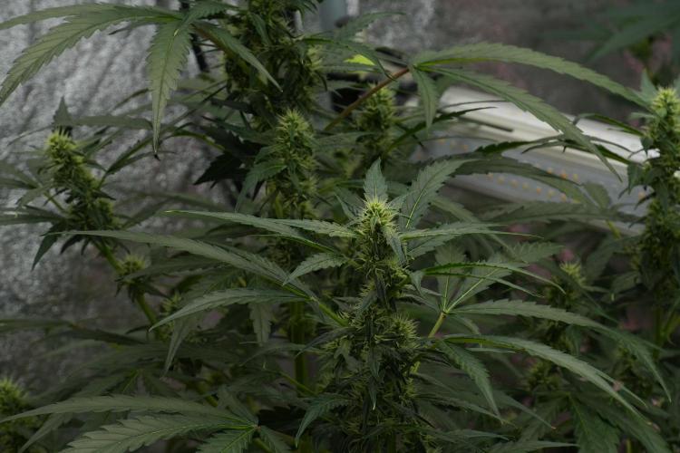 Black Diamont Auto By Zamnesia Pheno A. Week 7 - Black Diamont Auto  Pheno A