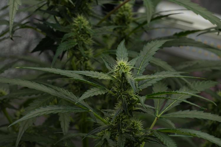 Black Diamont Auto By Zamnesia Pheno A. Week 7 - Black Diamont Auto  Pheno A