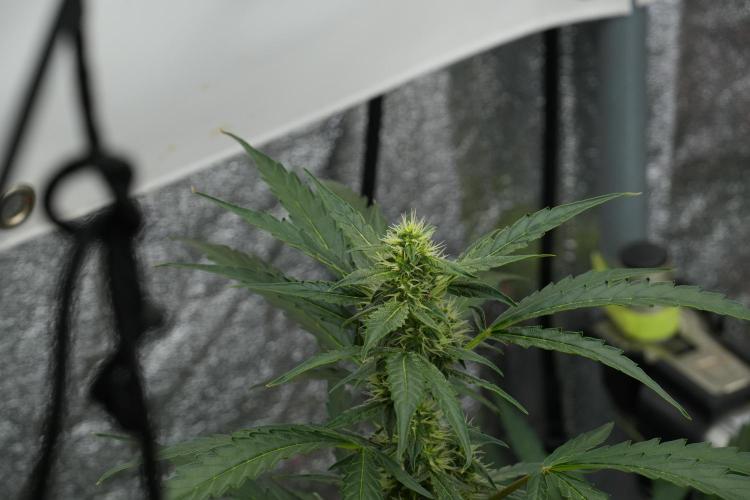 Black Diamont Auto By Zamnesia Pheno A. Week 7 - Black Diamont Auto  Pheno A