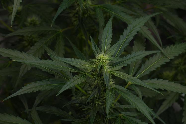 Black Diamont Auto By Zamnesia Pheno A. Week 7 - Black Diamont Auto  Pheno A