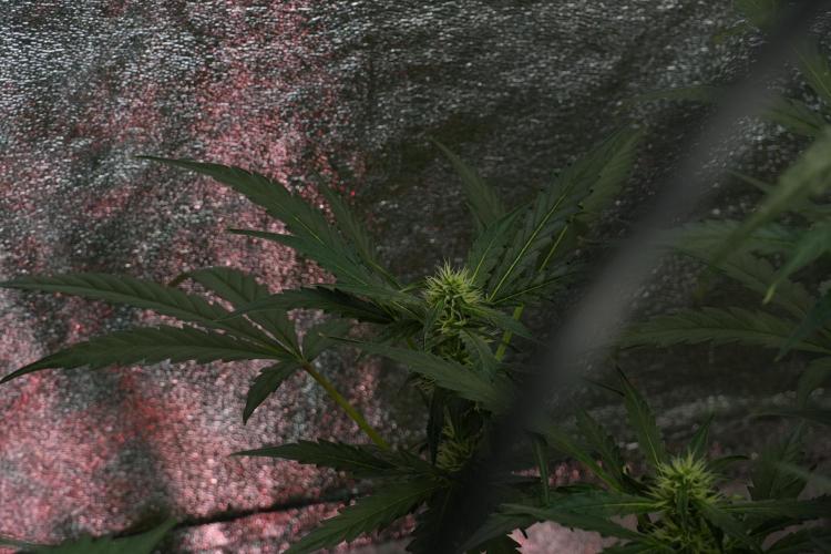 Black Diamont Auto By Zamnesia Pheno A. Week 7 - Black Diamont Auto  Pheno A