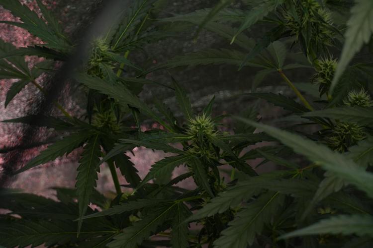 Black Diamont Auto By Zamnesia Pheno A. Week 7 - Black Diamont Auto  Pheno A