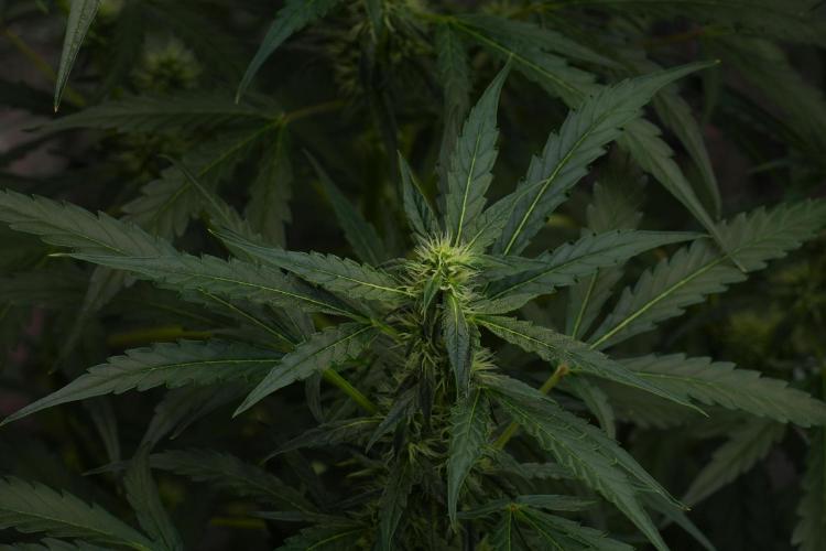 Black Diamont Auto By Zamnesia Pheno A. Week 7 - Black Diamont Auto  Pheno A