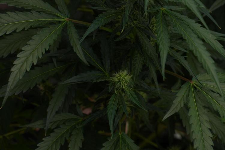 Black Diamont Auto By Zamnesia Pheno A. Week 7 - Black Diamont Auto  Pheno A