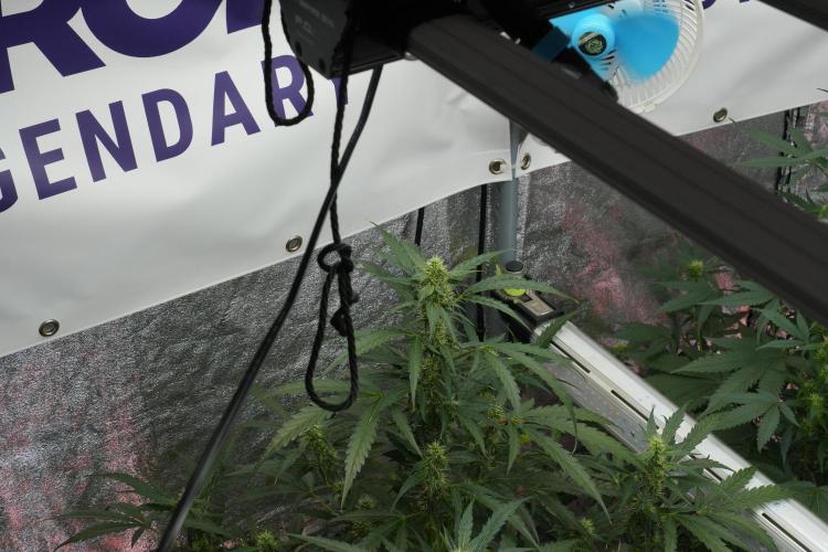 Black Diamont Auto By Zamnesia Pheno A. Week 7 - Black Diamont Auto  Pheno A