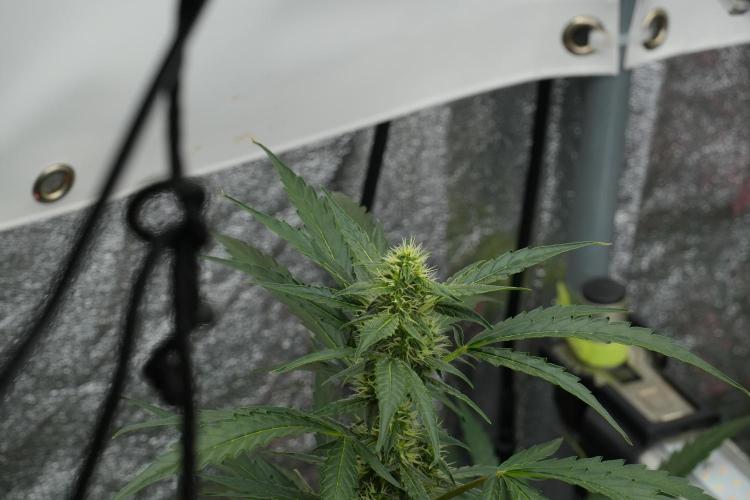 Black Diamont Auto By Zamnesia Pheno A. Week 7 - Black Diamont Auto  Pheno A