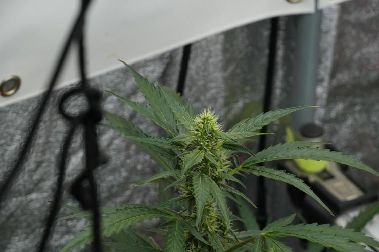 Black Diamont Auto By Zamnesia Pheno A. Week 7 - Black Diamont Auto  Pheno A