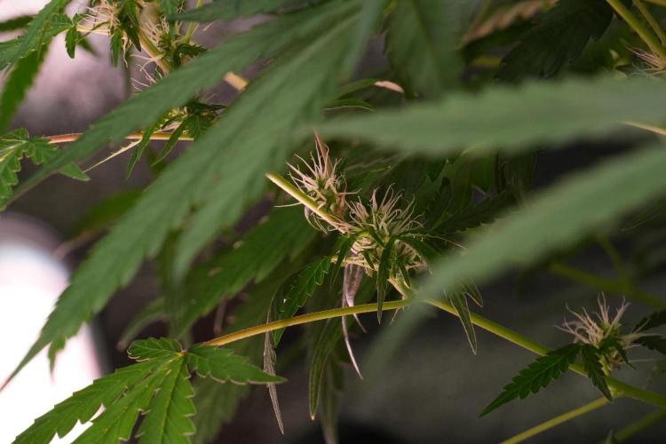 Pheno B Black Diamont Auto By Zamnesia. Week 7 - Black Diamond Auto Pheno B 