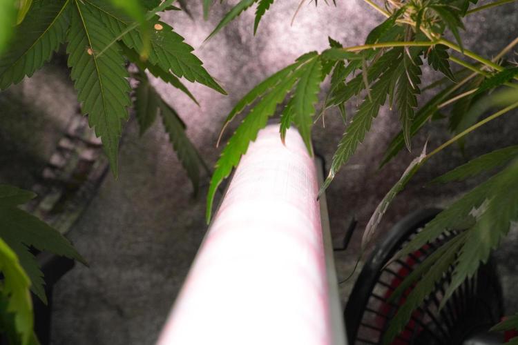 Pheno B Black Diamont Auto By Zamnesia. Week 7 - Black Diamond Auto Pheno B 