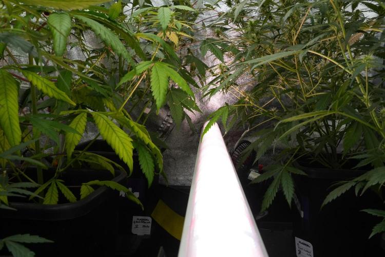 Pheno B Black Diamont Auto By Zamnesia. Week 7 - Black Diamond Auto Pheno B 