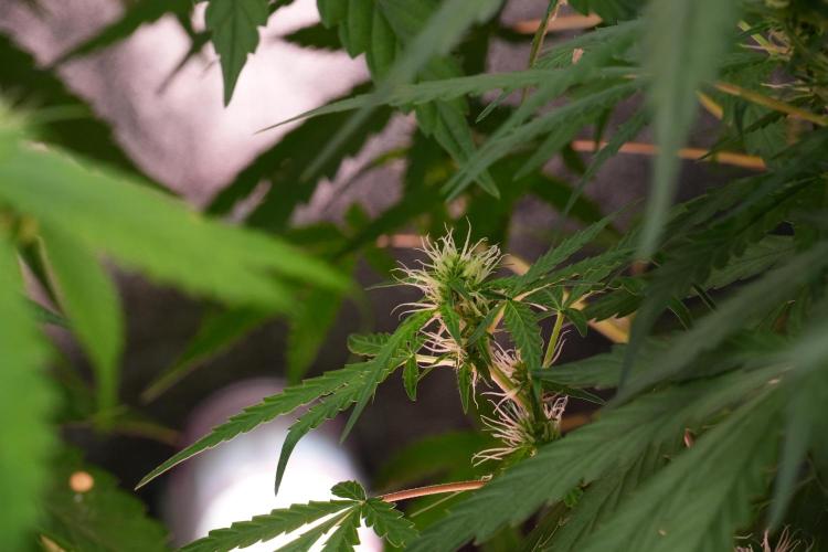 Pheno B Black Diamont Auto By Zamnesia. Week 7 - Black Diamond Auto Pheno B 
