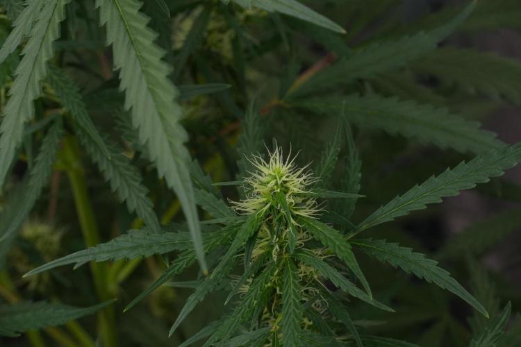 Pheno B Black Diamont Auto By Zamnesia. Week 7 - Black Diamond Auto Pheno B 