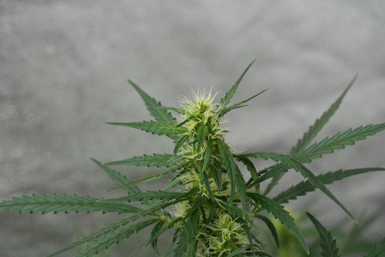 Pheno B Black Diamont Auto By Zamnesia. Week 7 - Black Diamond Auto Pheno B 