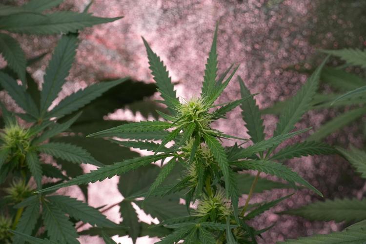 Pheno B Black Diamont Auto By Zamnesia. Week 7 - Black Diamond Auto Pheno B 