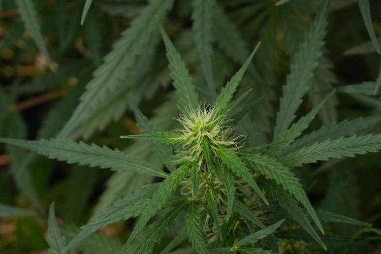Pheno B Black Diamont Auto By Zamnesia. Week 7 - Black Diamond Auto Pheno B 