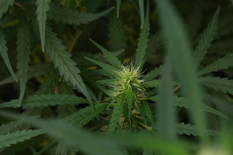 Pheno B Black Diamont Auto By Zamnesia. Week 7 - Black Diamond Auto Pheno B 