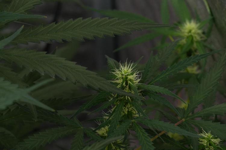 Pheno B Black Diamont Auto By Zamnesia. Week 7 - Black Diamond Auto Pheno B 