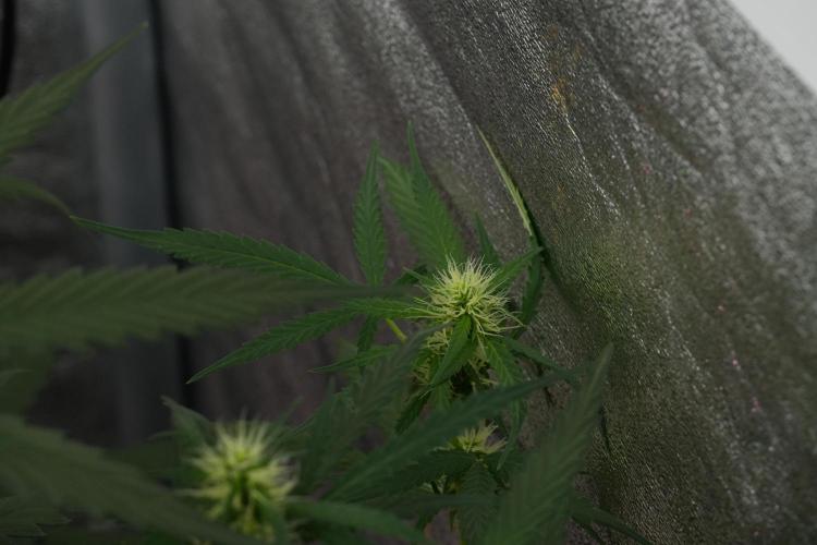 Pheno B Black Diamont Auto By Zamnesia. Week 7 - Black Diamond Auto Pheno B 