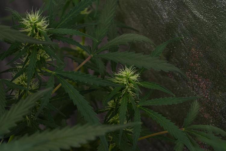 Pheno B Black Diamont Auto By Zamnesia. Week 7 - Black Diamond Auto Pheno B 