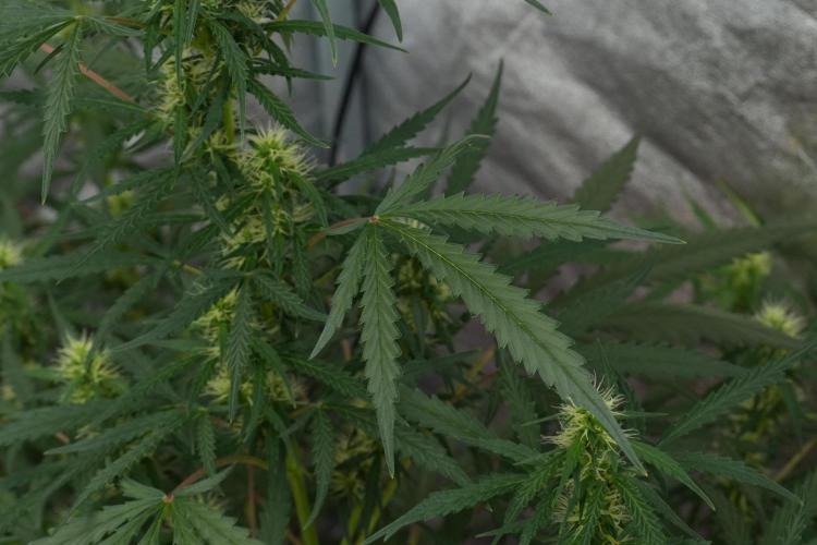 Pheno B Black Diamont Auto By Zamnesia. Week 7 - Black Diamond Auto Pheno B 