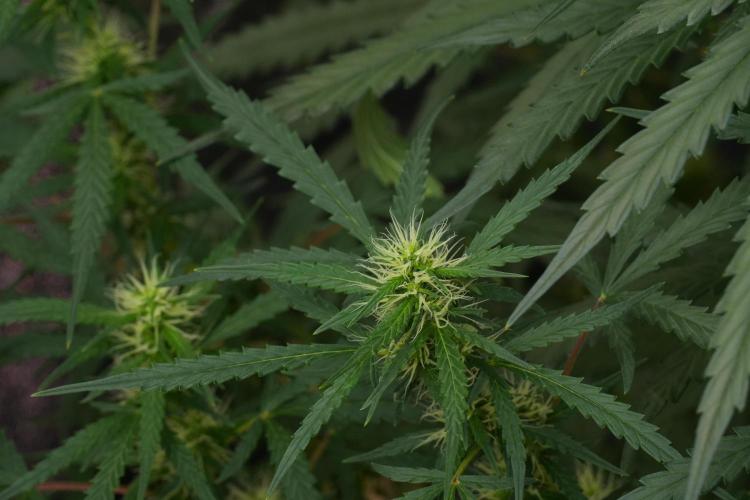 Pheno B Black Diamont Auto By Zamnesia. Week 7 - Black Diamond Auto Pheno B 