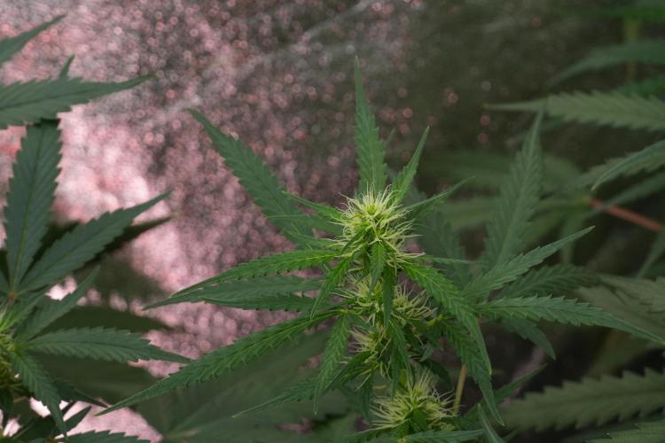 Pheno B Black Diamont Auto By Zamnesia. Week 7 - Black Diamond Auto Pheno B 