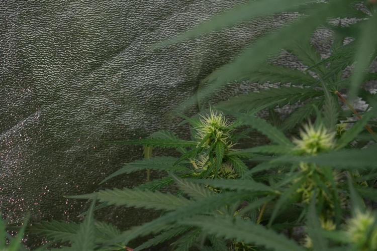 Pheno B Black Diamont Auto By Zamnesia. Week 7 - Black Diamond Auto Pheno B 