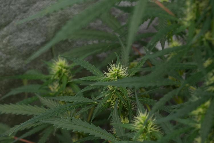 Pheno B Black Diamont Auto By Zamnesia. Week 7 - Black Diamond Auto Pheno B 