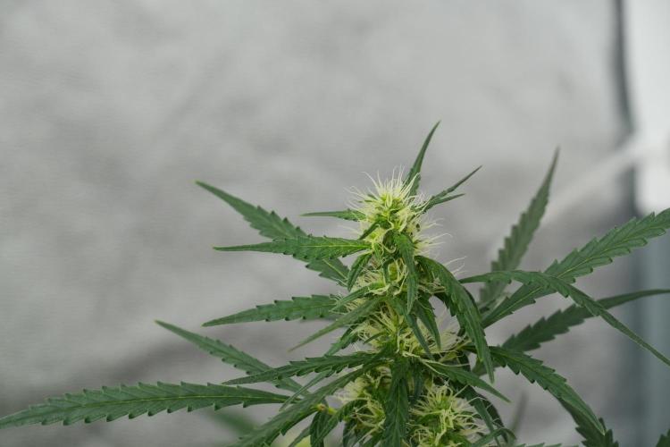 Pheno B Black Diamont Auto By Zamnesia. Week 7 - Black Diamond Auto Pheno B 