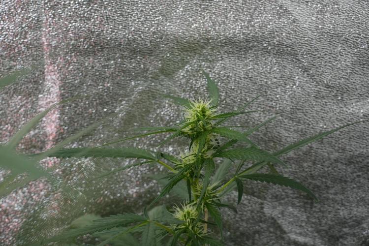 Pheno B Black Diamont Auto By Zamnesia. Week 7 - Black Diamond Auto Pheno B 