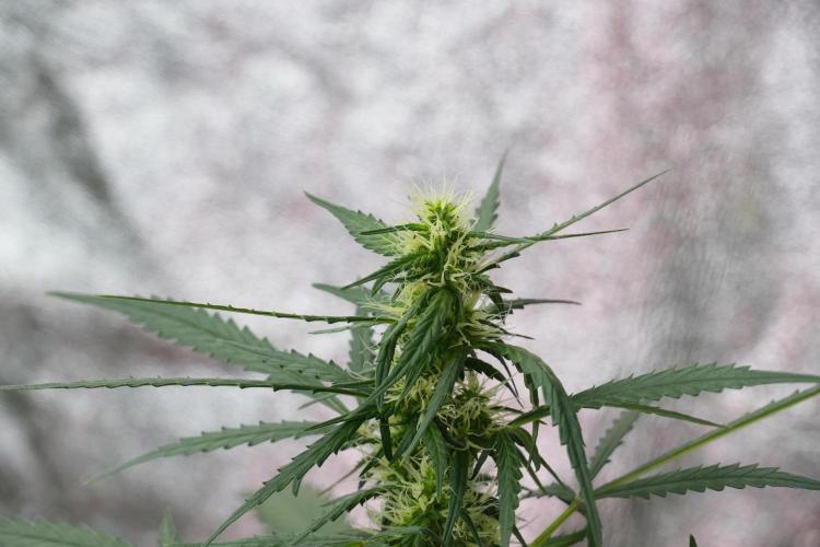 Pheno B Black Diamont Auto By Zamnesia. Week 7 - Black Diamond Auto Pheno B 