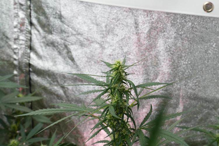 Pheno B Black Diamont Auto By Zamnesia. Week 7 - Black Diamond Auto Pheno B 