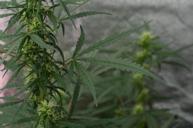 Pheno B Black Diamont Auto By Zamnesia. Week 7 - Black Diamond Auto Pheno B 