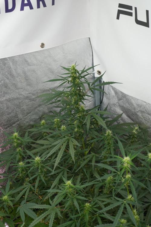 Pheno B Black Diamont Auto By Zamnesia. Week 7 - Black Diamond Auto Pheno B 