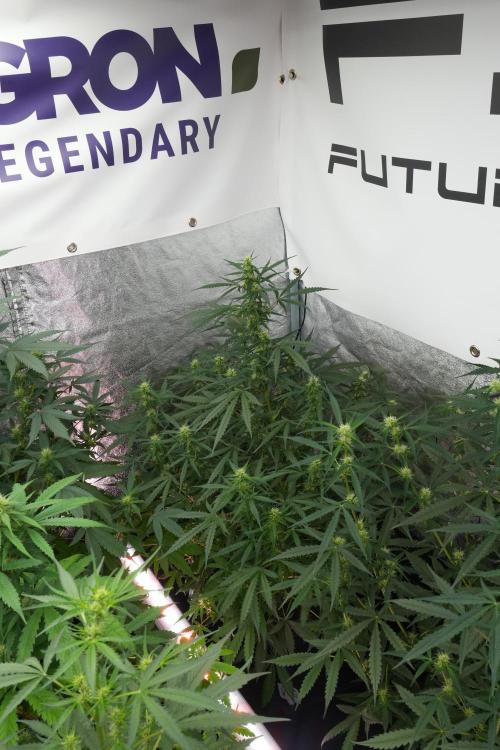 Pheno B Black Diamont Auto By Zamnesia. Week 7 - Black Diamond Auto Pheno B 