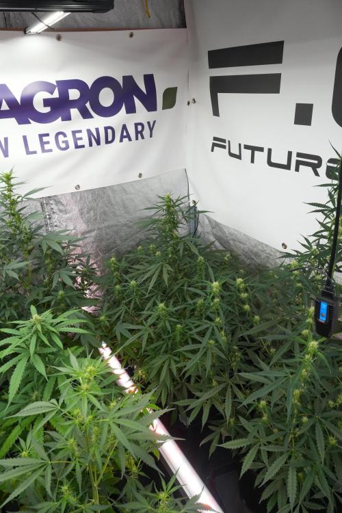 Pheno B Black Diamont Auto By Zamnesia. Week 7 - Black Diamond Auto Pheno B 