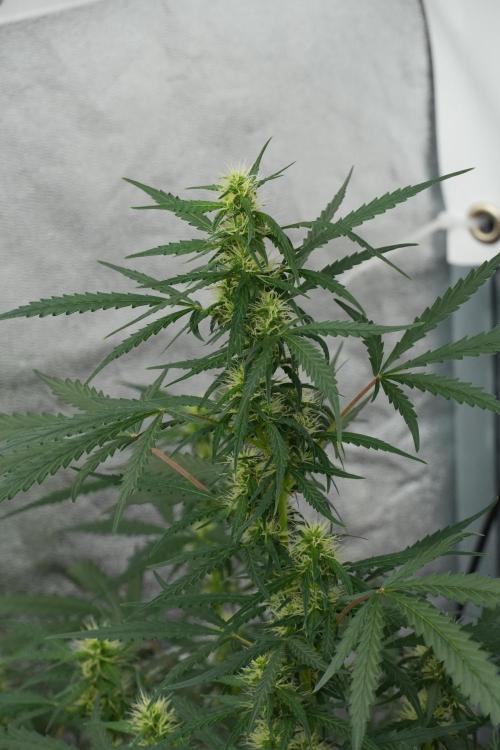 Pheno B Black Diamont Auto By Zamnesia. Week 7 - Black Diamond Auto Pheno B 