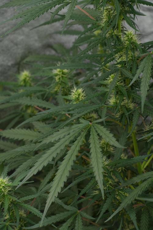Pheno B Black Diamont Auto By Zamnesia. Week 7 - Black Diamond Auto Pheno B 