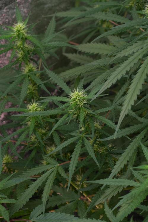 Pheno B Black Diamont Auto By Zamnesia. Week 7 - Black Diamond Auto Pheno B 