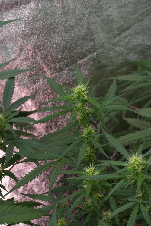Pheno B Black Diamont Auto By Zamnesia. Week 7 - Black Diamond Auto Pheno B 