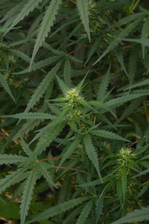 Pheno B Black Diamont Auto By Zamnesia. Week 7 - Black Diamond Auto Pheno B 